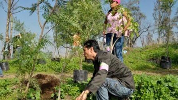 “Manejo Sostenible de Plantaciones Forestales Comerciales y Sistemas Agroforestales bajo lineamientos de las Buenas Prácticas Forestales"